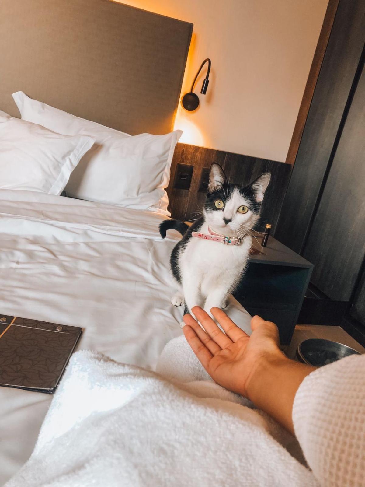בלו הוריזונטה Royal Boutique Savassi Hotel מראה חיצוני תמונה A cat at the hotel